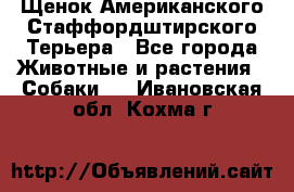 Щенок Американского Стаффордштирского Терьера - Все города Животные и растения » Собаки   . Ивановская обл.,Кохма г.